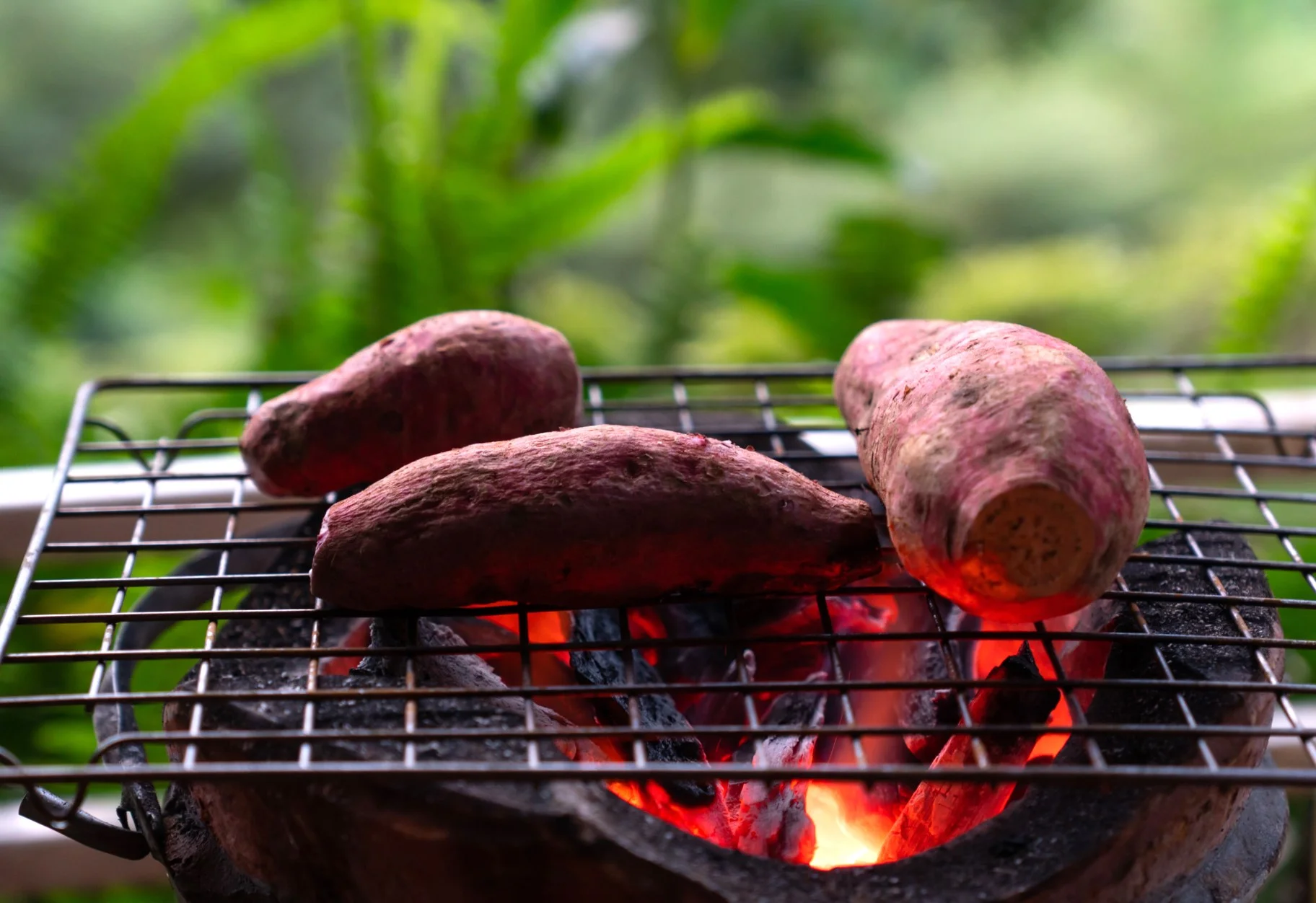 sweet potato backing