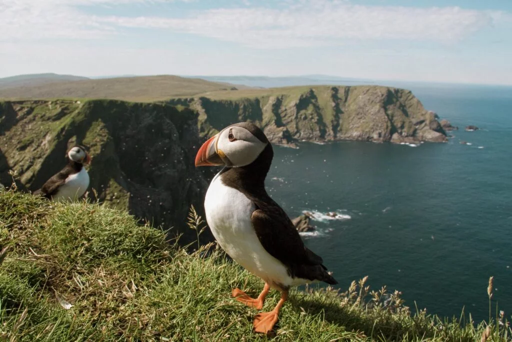 cute Arctic Puffins