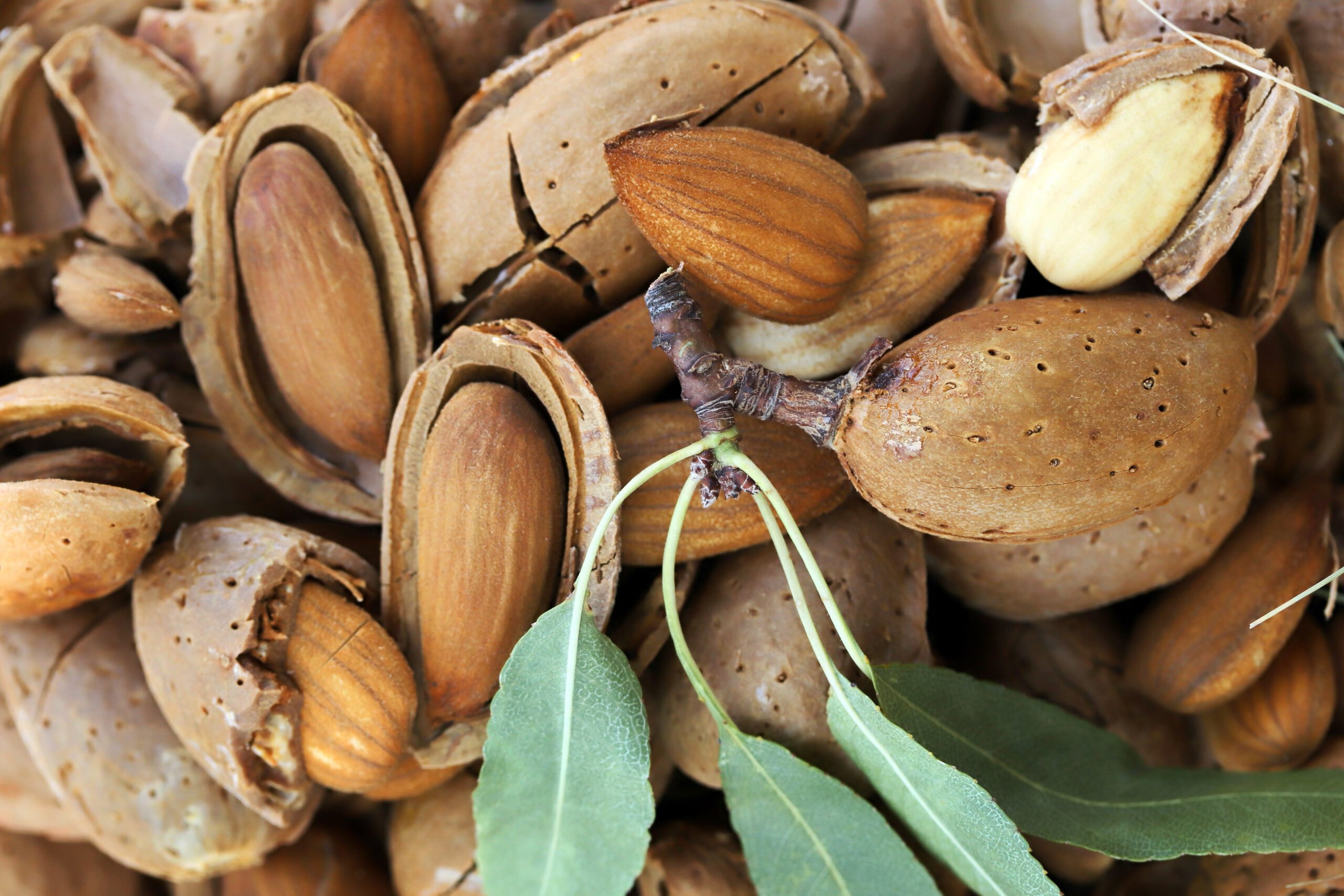 almonds in pods