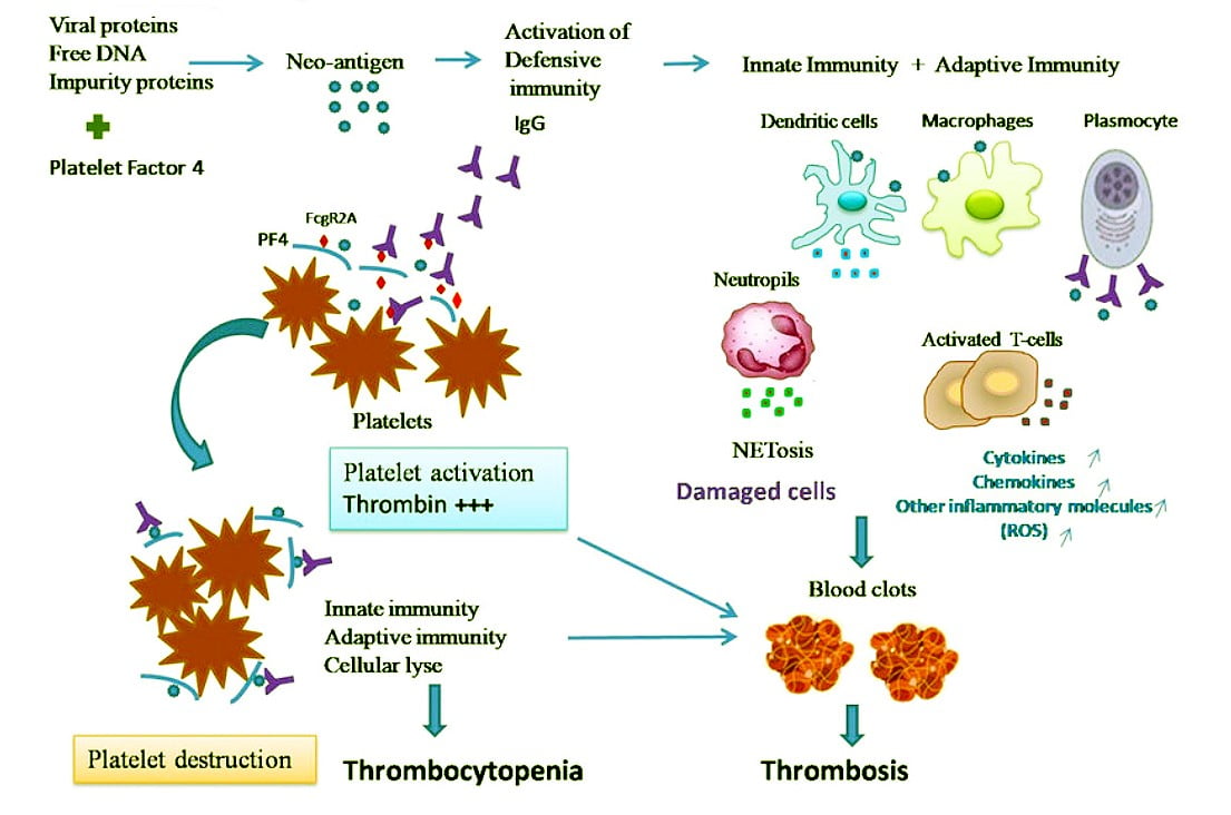 vaccine induced thrombosis with thrombocytopenia; TTS, thrombosis with thrombocytopenia syndrome