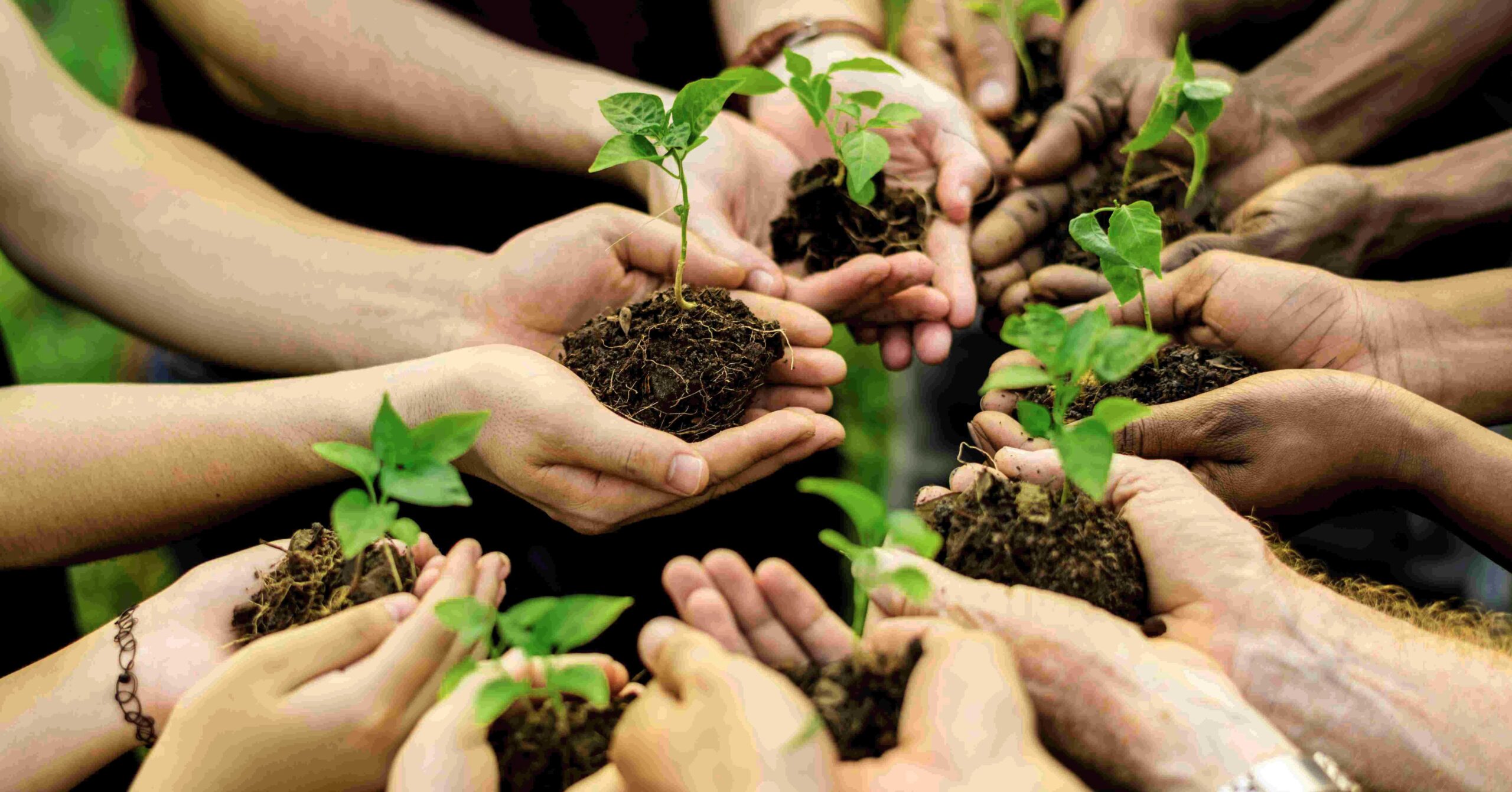 hands holding saplings- sustainability